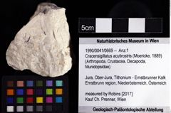 Foto (Objket + Etiketten) von Cracensigillatus acutirostris (Moericke, 1889) 